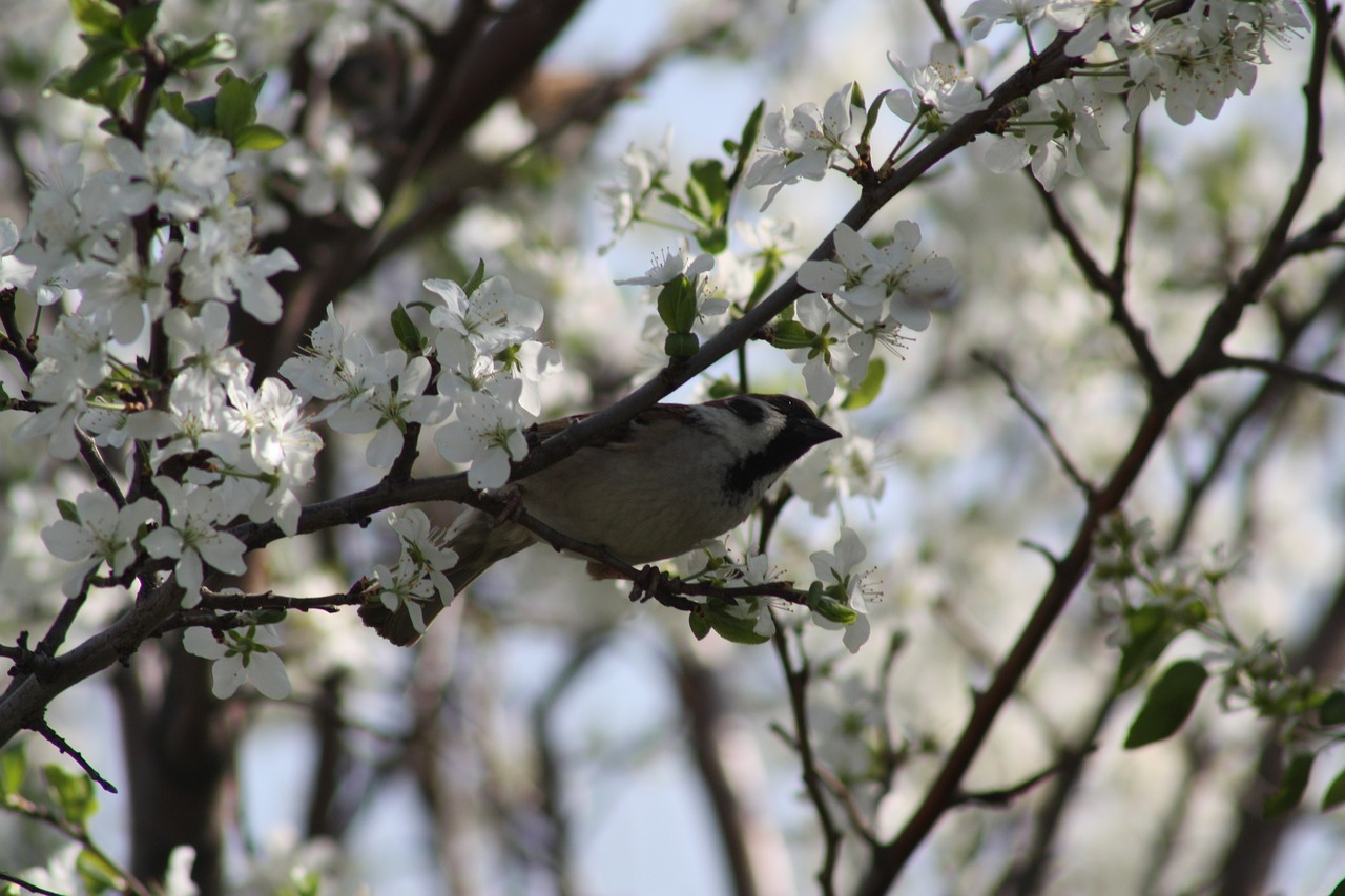 Simple DIY Birdhouses for Your Eco-Friendly Garden